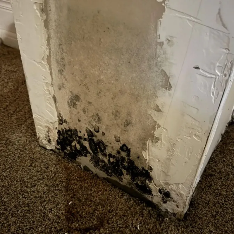 Professional Mold Removal in Concho County, TX